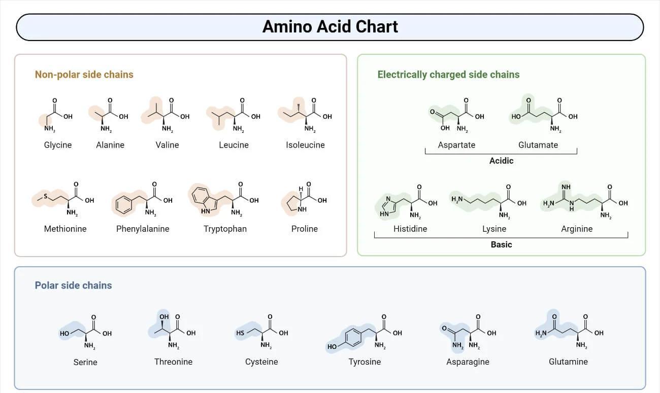 Класификационна таблица на 20-те стандартни аминокиселини с химични формули и групиране